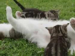 MS Cat and kittens / Clara, Ireland, Ireland Stock Footage