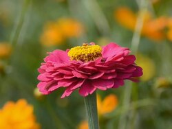 Cosmos flower Stock Footage