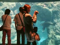 MS Shot of people viewing fish and sea life inside of aquarium / Osaka, Kanto, Japan Stock Footage