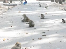 feeding a monkeys Stock Footage