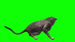 Cat Green Screen (Loopable) Stock Footage