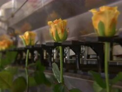 Close up of yellow roses moving through a chain conveyor belt. Stock Footage