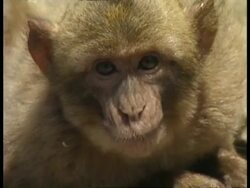 CU Young Barbary ape's face, chewing, to camera Stock Footage