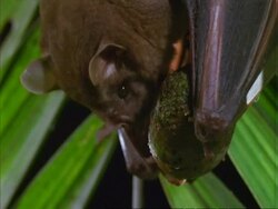 Artibeus Bat, CU bat hanging in it's roost, eats Dipteryx fruit; Panama; Stock Footage