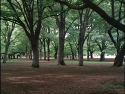 WA trees in Yoyogi Park, tilt up to sunlight shining through treetop, Yoyogi Park, Tokyo, Japan Stock Footage