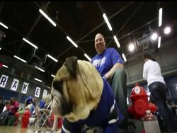 Lucy Brown, a three-year old bulldog topped dozens of other entries to be named this year's "Beautiful Bulldog."  The tongue-in-cheek tournament is held annually to pick the mascot for a track and field meet, known as the Drake Relays. News Clip