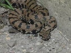 Dangerous snake Stock Footage