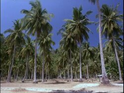 MS Many palm trees, Thailand Stock Footage