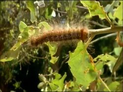 Gypsy moth (Lymantria dispar) caterpillar on branch, Andalusia, Southern Spain Stock Footage