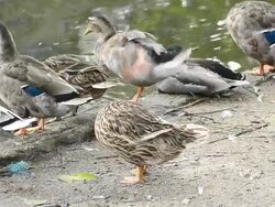 Group of duck in the nature Stock Footage