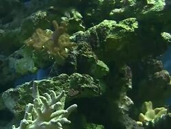 Coral colony on the reef Stock Footage