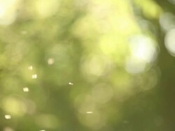 Mosquito swarm Stock Footage