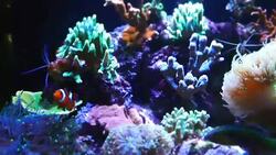 Fish tank Stock Footage
