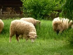 Sheeps in the village Stock Footage