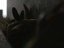 C/U flock of goats eating in a corral, selective focus Stock Footage