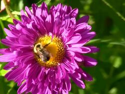 HD: Bee in Pink Flower Stock Footage