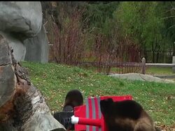 Just days before one of college football's biggest rivalries pits The University of Michigan against Ohio State, some actual wolverines from the Detroit Zoo got a head start on the action. News Clip