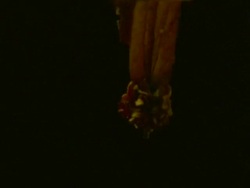 High Speed - BCU Dipterocarp Seed spinning down through frame, black background Stock Footage