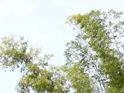 Bamboo leaves Stock Footage