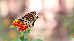 Monarch Butterfly Stock Footage