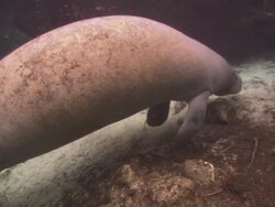 Manatee resting fluke, medium close up, Florida, North Atlantic Ocean  Stock Footage