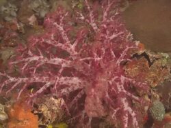 Yamagiri, night, Soft coral red with Tridachnae, Chuuk Lagoon, South Pacific  Stock Footage