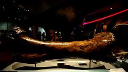 CLEAN: Opening of the 'World's Largest Dinosaurs' exhibition News Clip