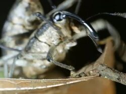 Mating pair of tropical weevils In the rainforest at night, Ecuador Stock Footage