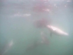 Red bait ball and small pod of Common dolphins (Delphinus sp.) passing through hazy water, Gibraltar, Mediterranean Stock Footage