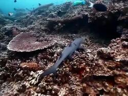 MS White tip reef shark resting then swimming away over healthy reef / Sipadan, Semporna, Tawau, Malaysia Stock Footage