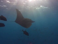 Manta Rays over Sea Mount,  Mexico  Stock Footage