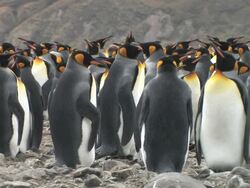 MS, King penguins (Aptenodytes patagonicus) standing on rocks, South Georgia Island, Falkland Islands, British overseas territory Stock Footage