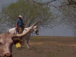 Medium Long Shot pan-right - A cowboy rides a white horse near a Longhorn in Dallas. / Dallas, Texas, USA Stock Footage