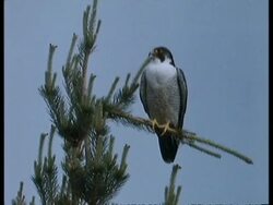 MCU Peregrine Falcon (Falco peregrinus) in tree calling, takes off, UK Stock Footage