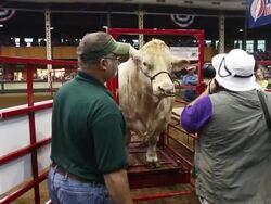Crowds Flock To Iowa State Fair For A Taste Of Agricultural Bounty Stock Footage
