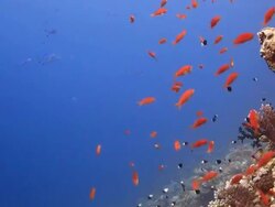 Coral And Fish Stock Footage