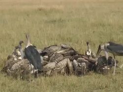 vultures Stock Footage