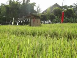 MS Rice paddy field with red dress scarecrow Stock Footage
