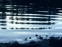 A close up of wate ripples. Stock Footage