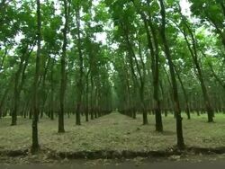 Wide Shot tilt-down-Rubber trees grow evenly spaced apart on a plantation. / Guatemala Stock Footage