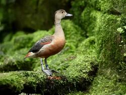 Whistling Duck Stock Footage