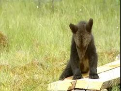 Brown bear (Ursus arctos) cub scratching on boardwalk, Russia Stock Footage