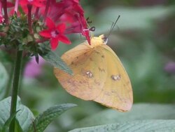 Phoebis philea Stock Footage