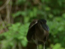 CU Boat-billed Heron / Guanacaste, Costa Rica Stock Footage