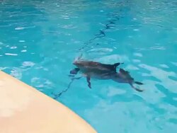 Happy dolphin Stock Footage