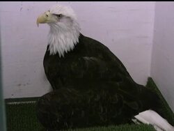 A display of passion proved too much for a pair of eagles engaged in a mating dance over Alaska''s Prince William Sound. The female bird is recovering from an injured wing and other injuries sustained when the couple slammed into a snowbank. News Clip