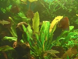 fish in large aquarium Stock Footage