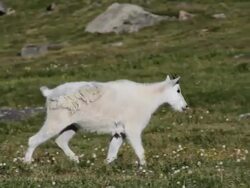 MS TS Mountain yearling with two kids / Idaho Springs, Colorado, United States Stock Footage