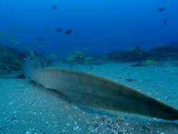 MS Shot of tail of Zebra shark resting on sea floor next to rocks with remora attaching / Matola, Maputo, Mozambique Stock Footage