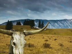 Time lapse of cattle skull and storm clouds western concept Stock Footage